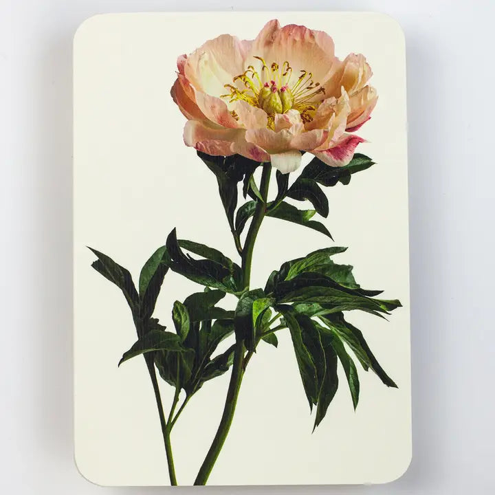 CANONBURY PRESS Peony Greeting Card