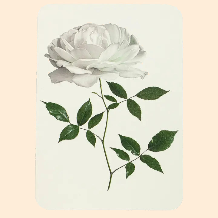 CANONBURY PRESS White Rose Greeting Card