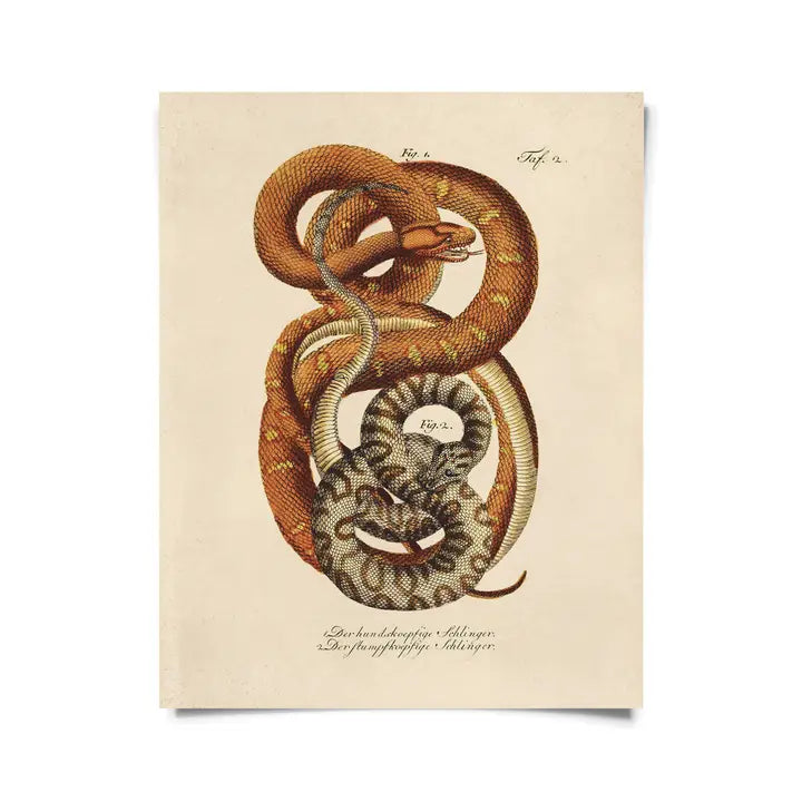 CURIOUS PRINTS Vintage Print