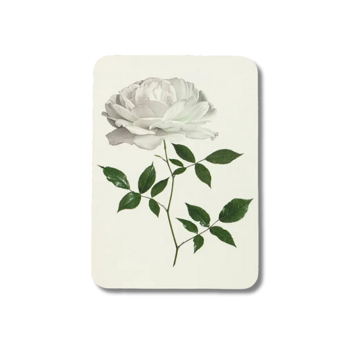 CANONBURY PRESS White Rose Greeting Card