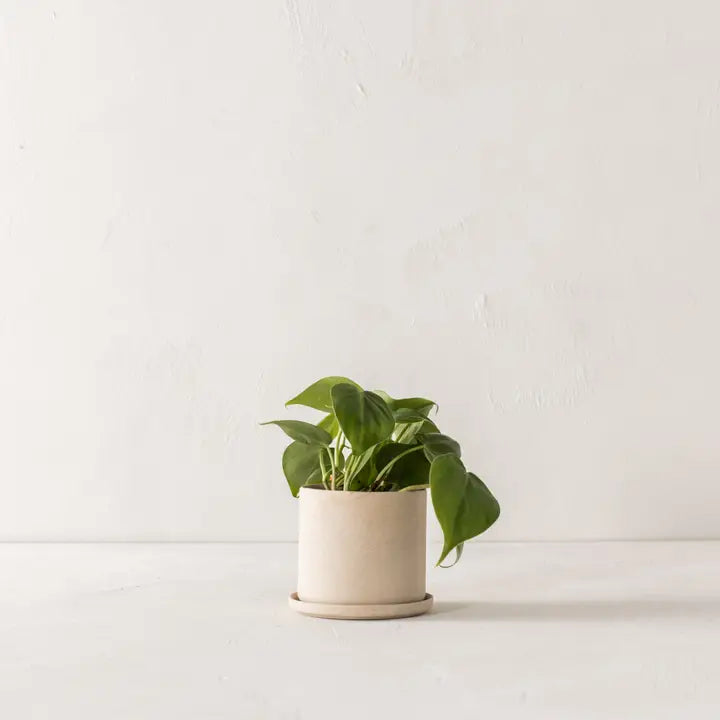 CONVIVAL Planter