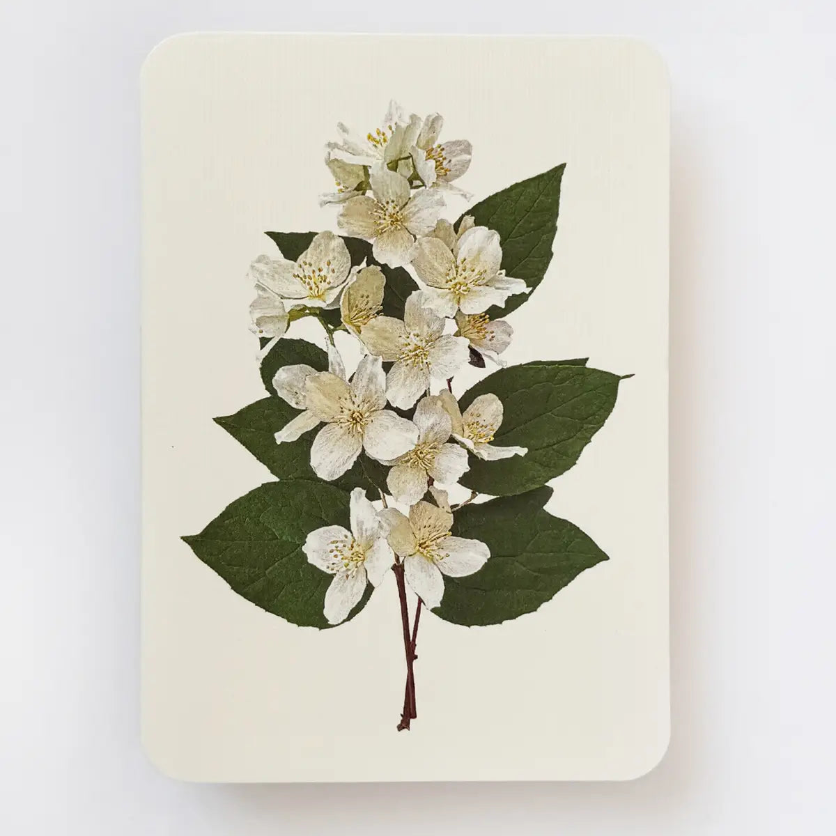 CANONBURY PRESS Mock Orange Greeting Card