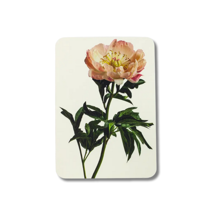 CANONBURY PRESS Peony Greeting Card