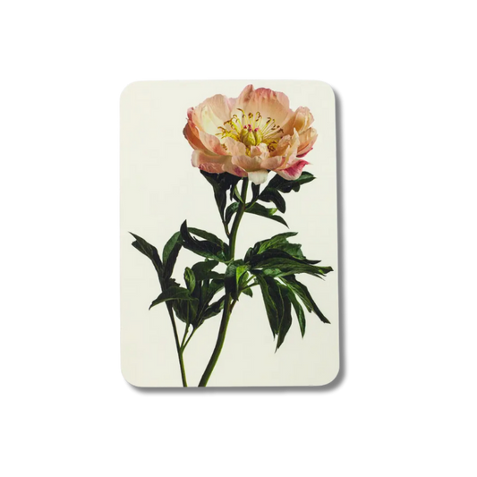 CANONBURY PRESS Peony Greeting Card