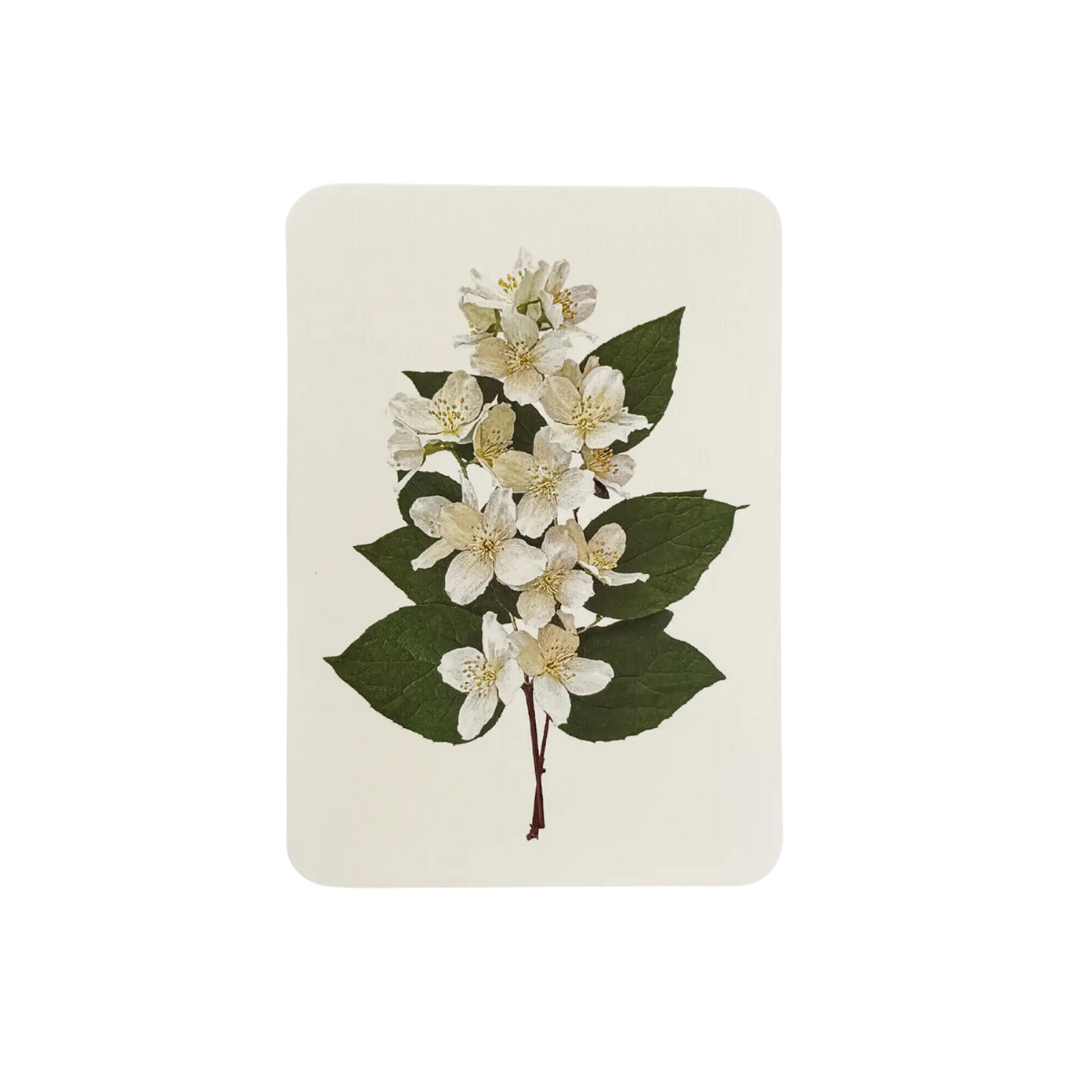 CANONBURY PRESS Mock Orange Greeting Card