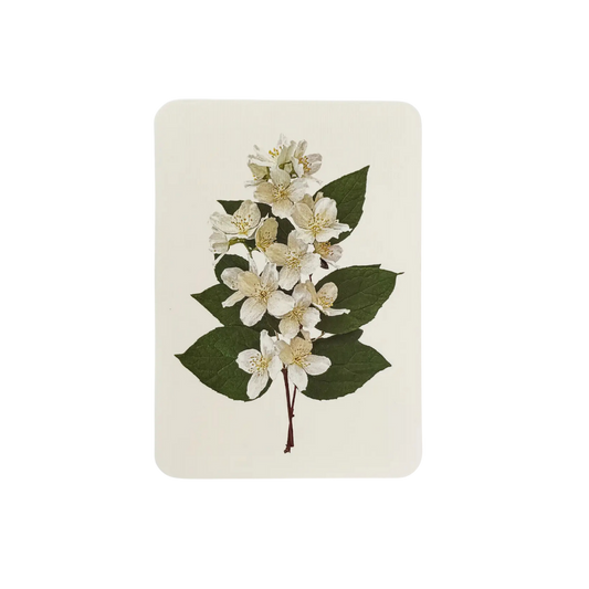 CANONBURY PRESS Mock Orange Greeting Card