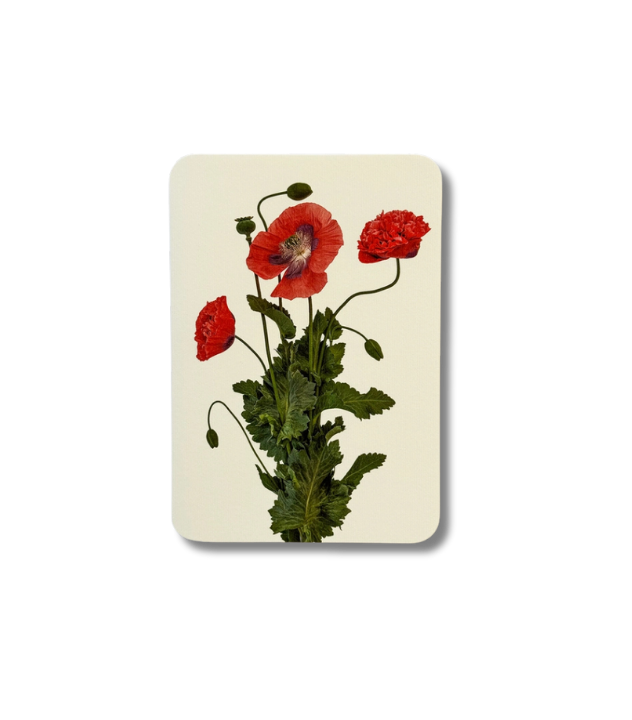 CANONBURY PRESS Wild Poppies Greeting Card