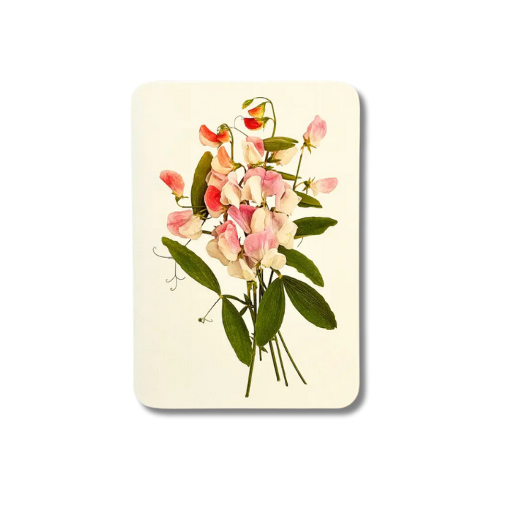 CANONBURY PRESS Pink Sweet Peas Greeting Card
