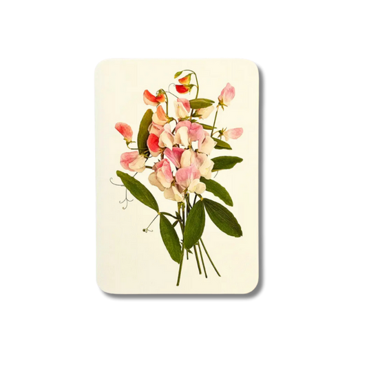 CANONBURY PRESS Pink Sweet Peas Greeting Card