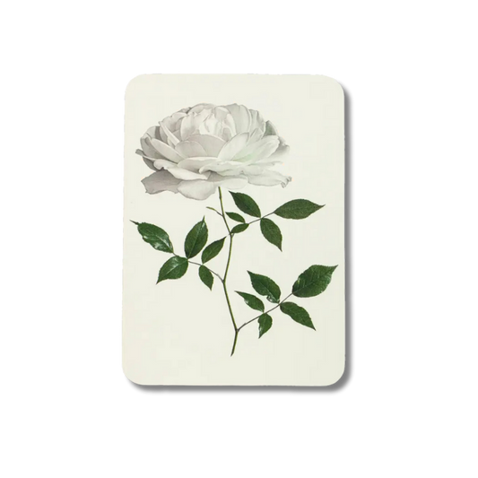 CANONBURY PRESS White Rose Greeting Card