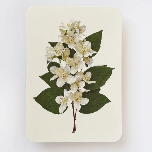 CANONBURY PRESS Mock Orange Greeting Card